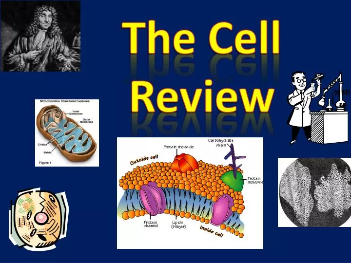 the cell review