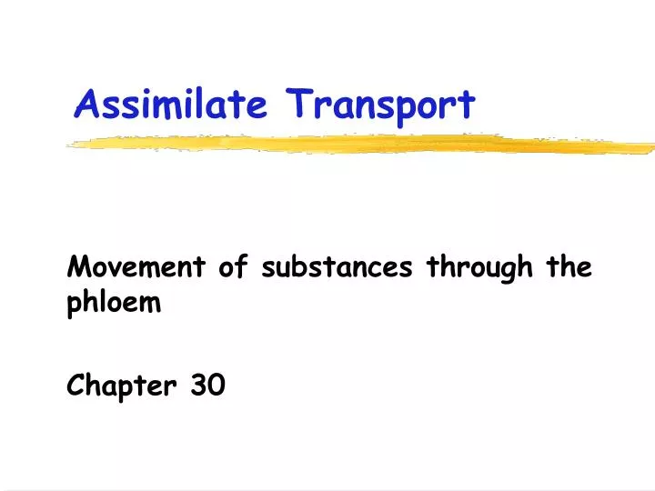 assimilate transport