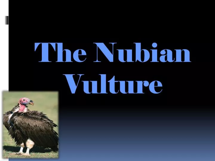 the nubian vulture