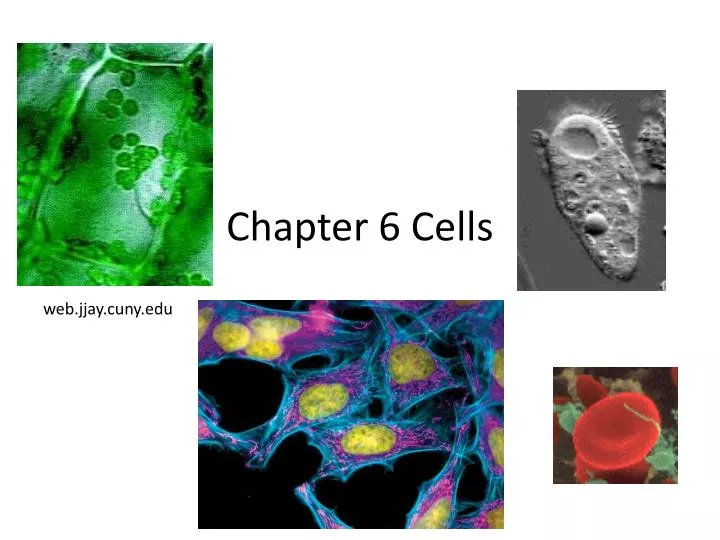 chapter 6 cells