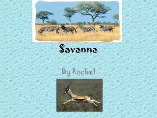 savanna