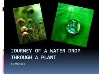 Journey of a Water Drop Through a Plant