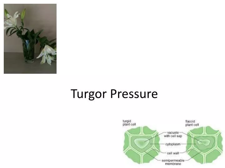 turgor pressure