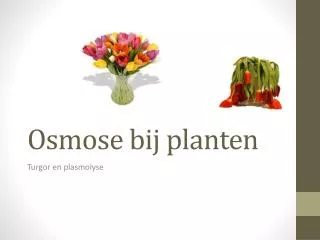 osmose bij planten