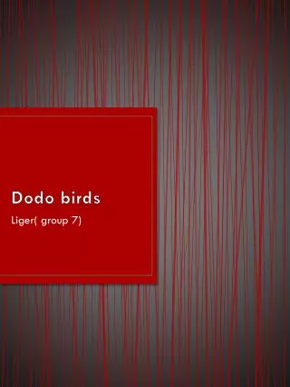 Dodo birds