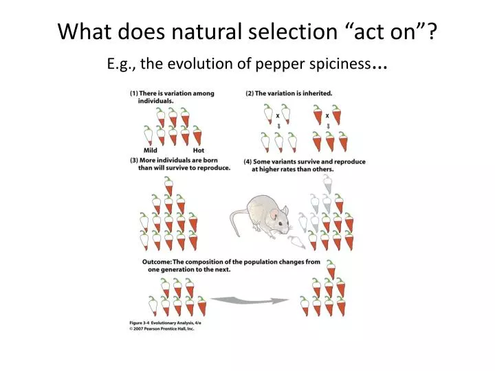 what does natural selection act on e g the evolution of pepper spiciness