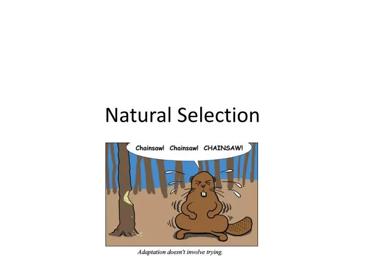 natural selection