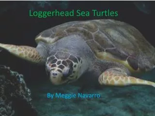 Loggerhead Sea Turtles