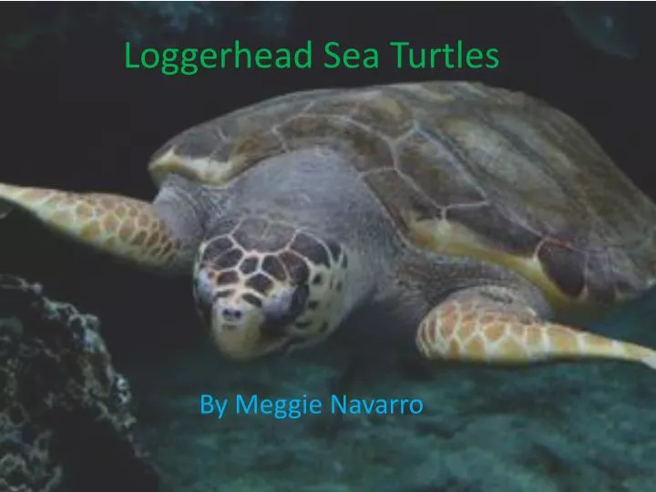 loggerhead sea turtles
