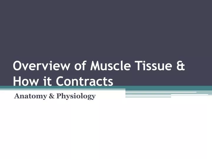 overview of muscle tissue how it contracts