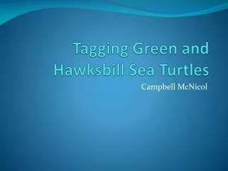 Tagging Green and Hawksbill Sea Turtles