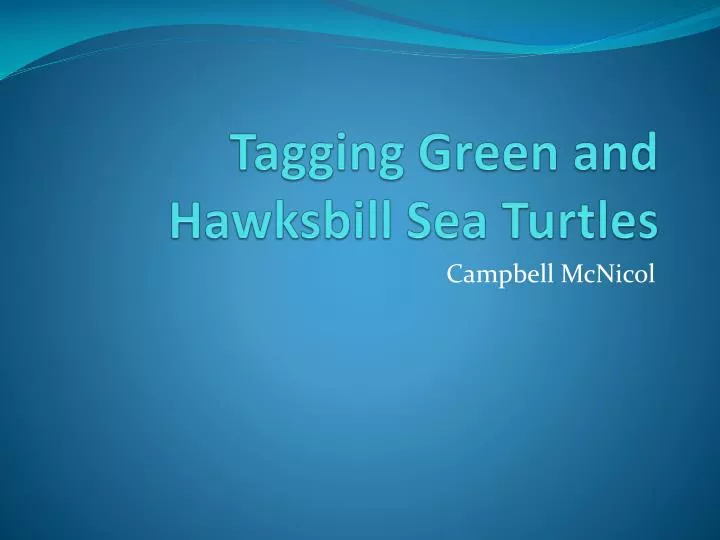 tagging green and hawksbill sea turtles
