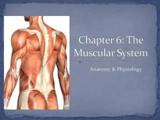 Chapter 6: The Muscular System