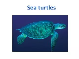 sea turtles