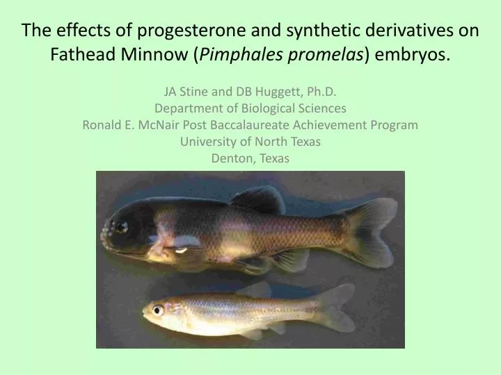 the effects of progesterone and synthetic derivatives on fathead minnow pimphales promelas embryos