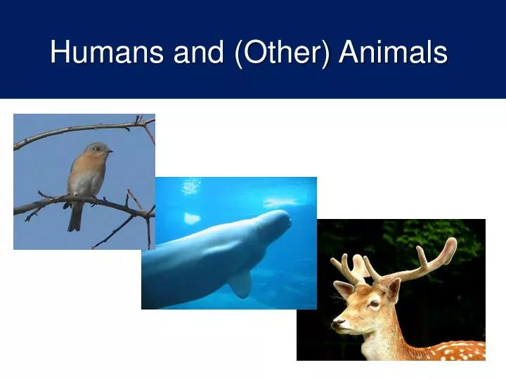 humans and other animals
