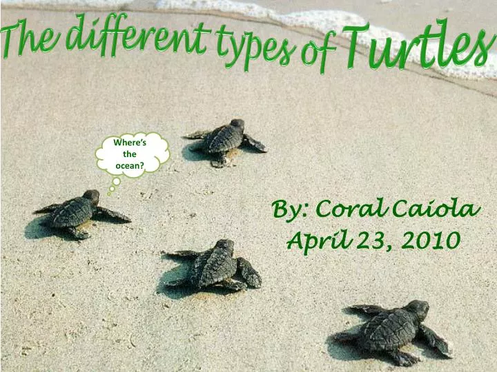 the different types of turtles