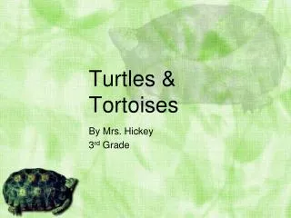 Turtles &amp; Tortoises