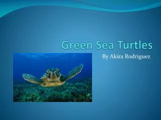 Green Sea Turtles