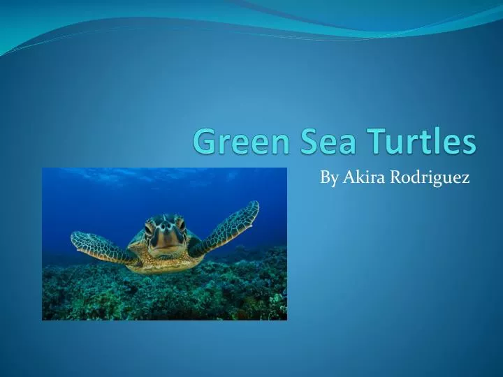 green sea turtles