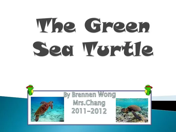 the green sea turtle