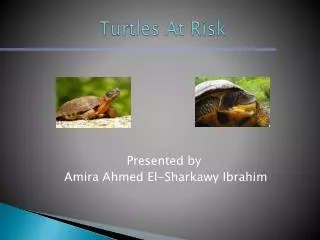 Turtles At Risk
