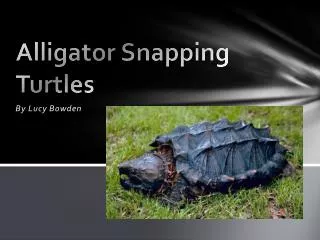 Alligator Snapping Turtles