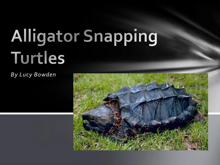 alligator snapping turtles