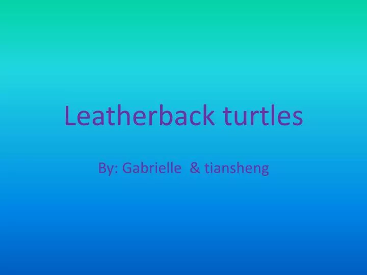leatherback turtles