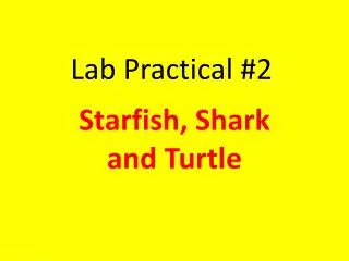 Lab Practical #2