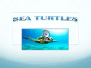 sea turtles