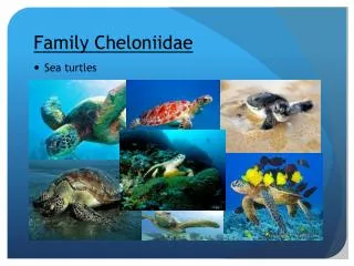 Family Cheloniidae