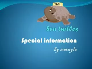 sea turtles