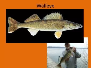 Walleye