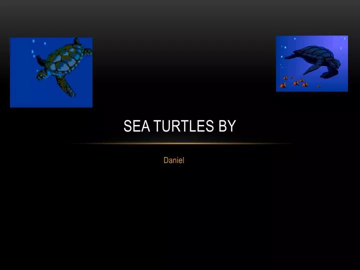 sea turtles by