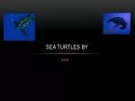 Sea Turtles by