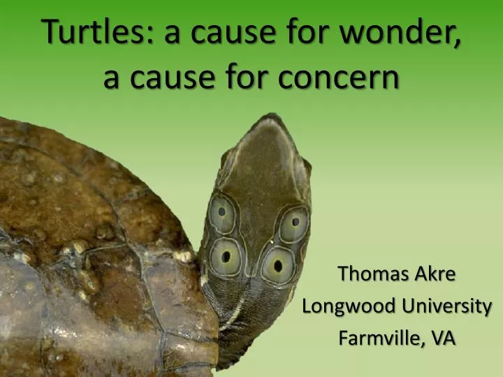 turtles a cause for wonder a cause for concern