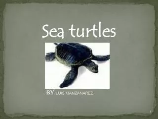 Sea turtles