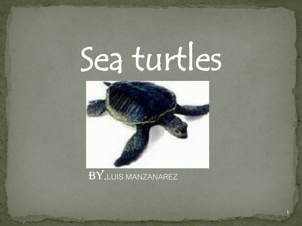 PPT - Discover the Fascinating World of Sea Turtles PowerPoint ...