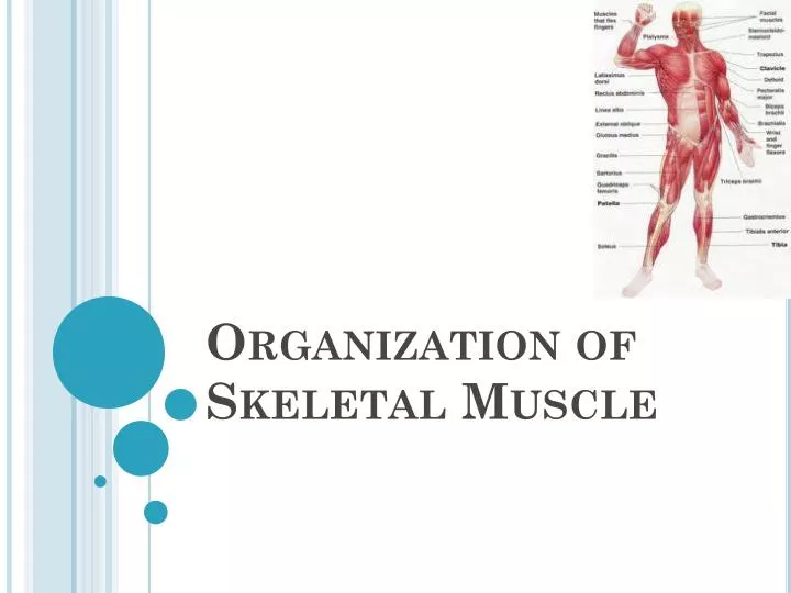 organization of skeletal muscle