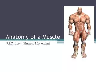 Anatomy of a Muscle