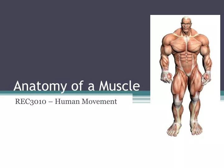 anatomy of a muscle