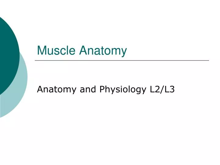 muscle anatomy