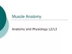 Muscle Anatomy - slide 1