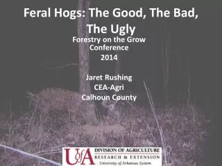 Feral Hogs: The Good, The Bad, The Ugly