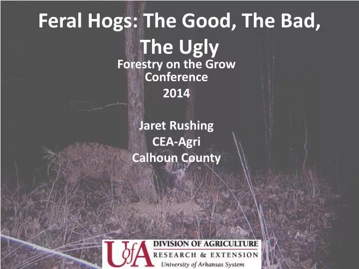 feral hogs the good the bad the ugly