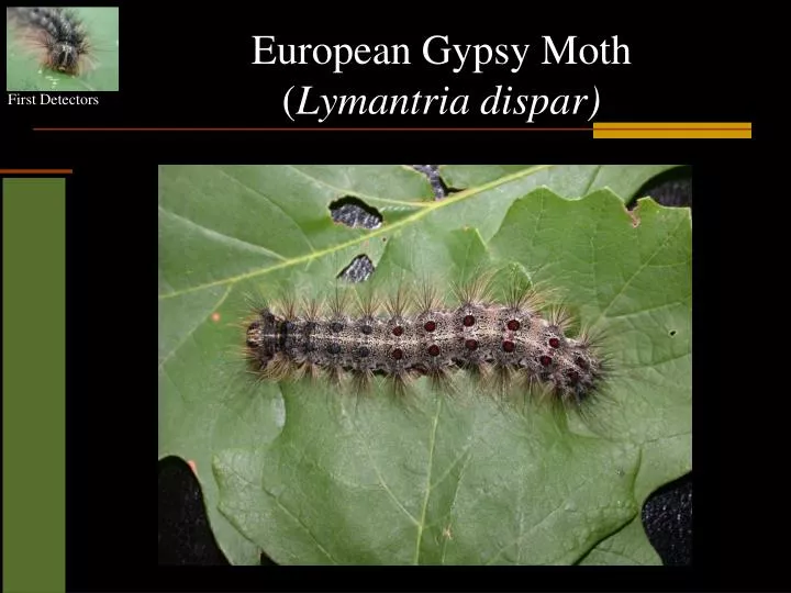 european gypsy moth lymantria dispar