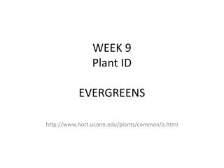 WEEK 9 Plant ID EVERGREENS