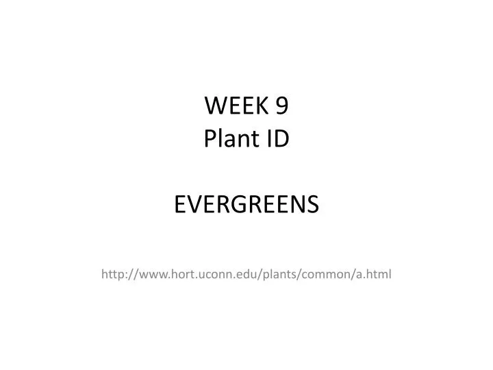 week 9 plant id evergreens