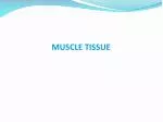 MUSCLE TISSUE - slide 1